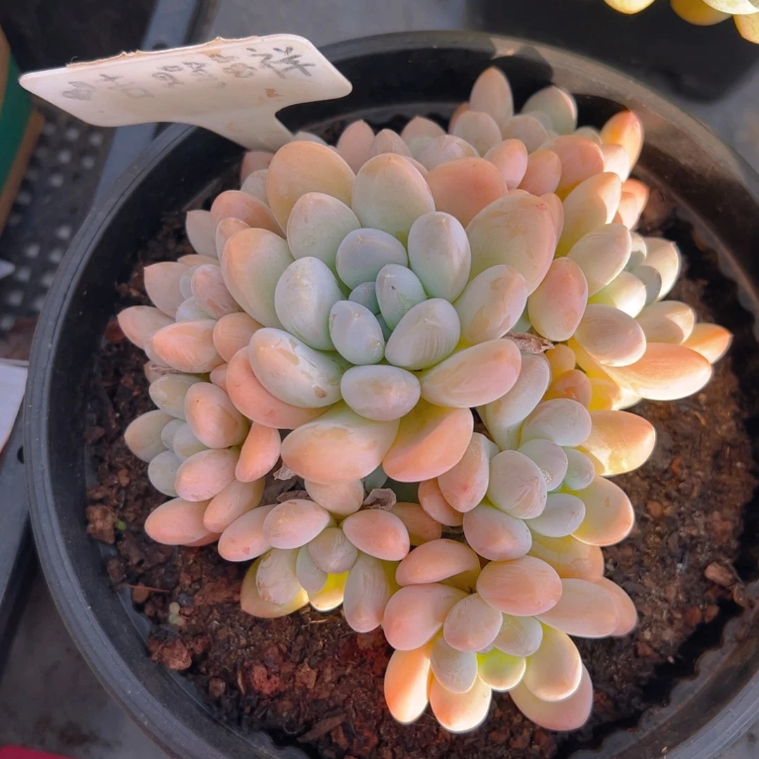 福利来啦打榜啦打榜啦