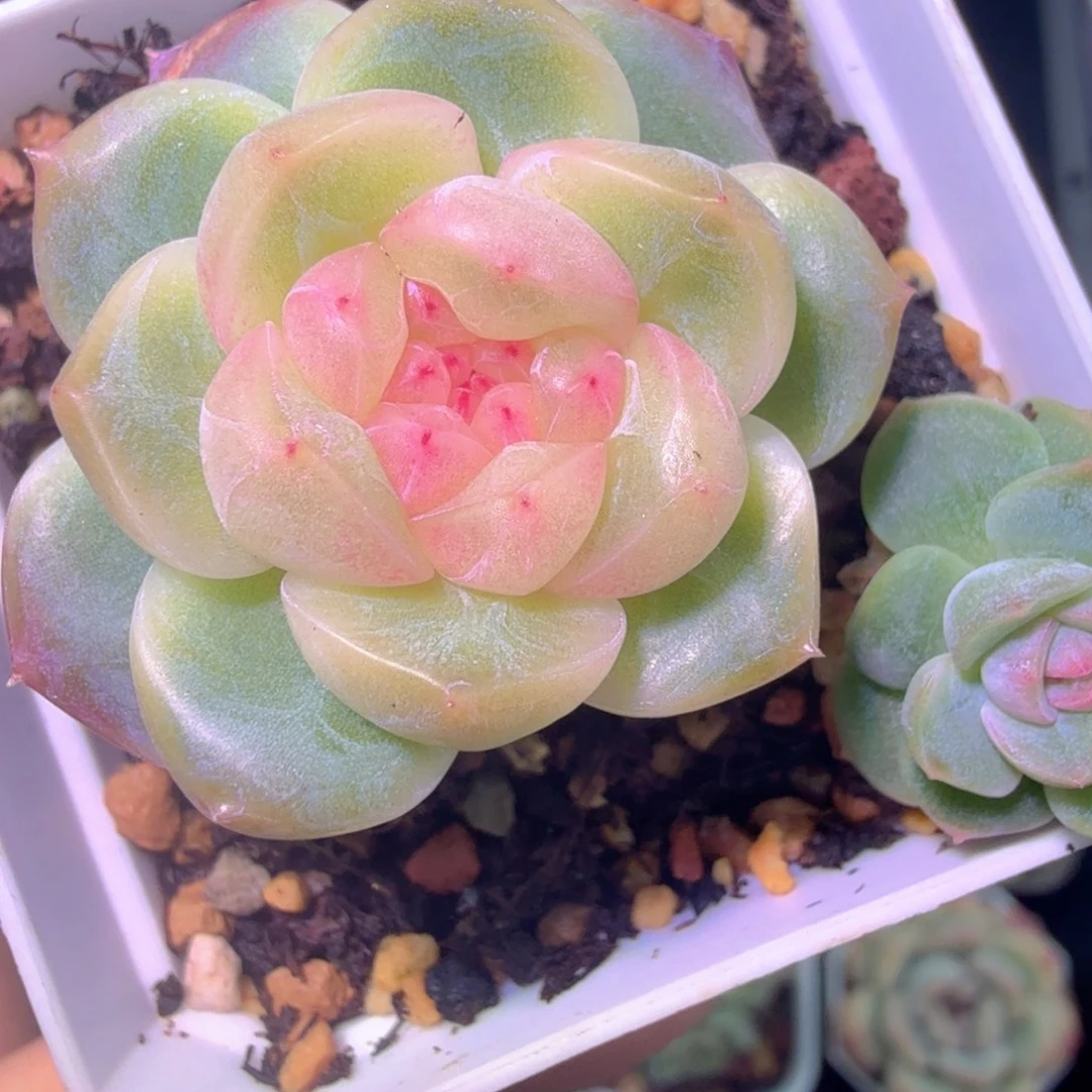 干冰多肉植物单头不保整