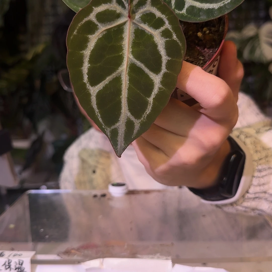 不开花植物C228红虎杂铜锣烧