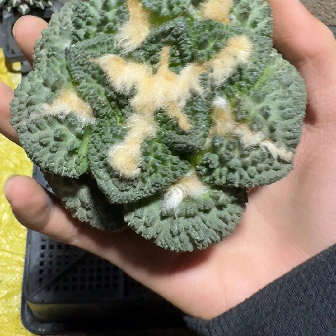 504号仙人球无根哥斯拉大尤