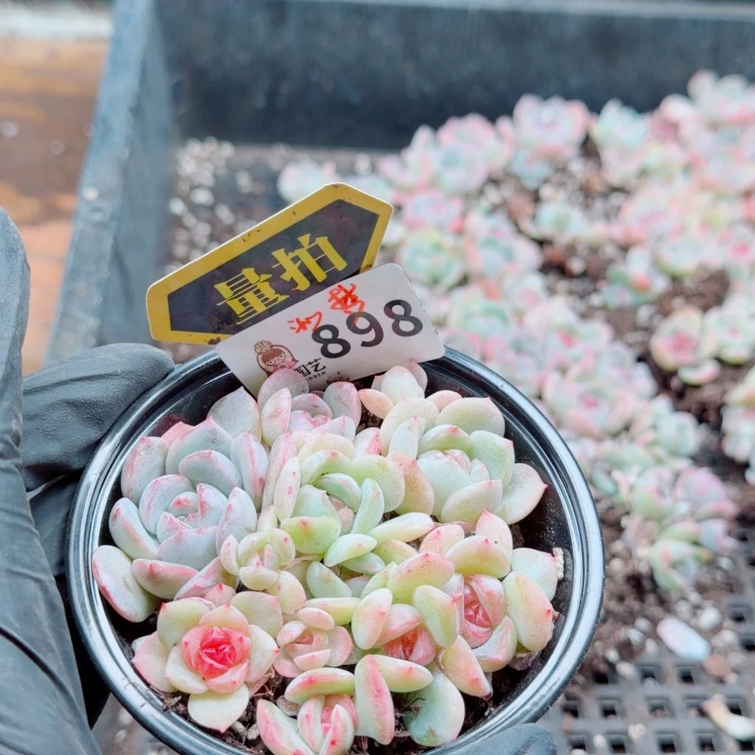 多肉植物多肉植物