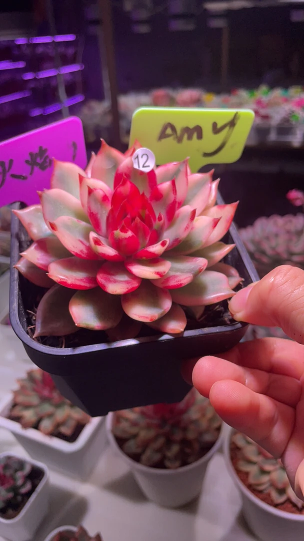 火焰山多肉锦盆栽花卉