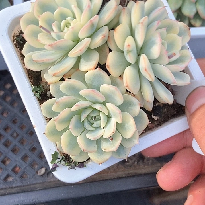 多肉植物姬莲锦1040多肉