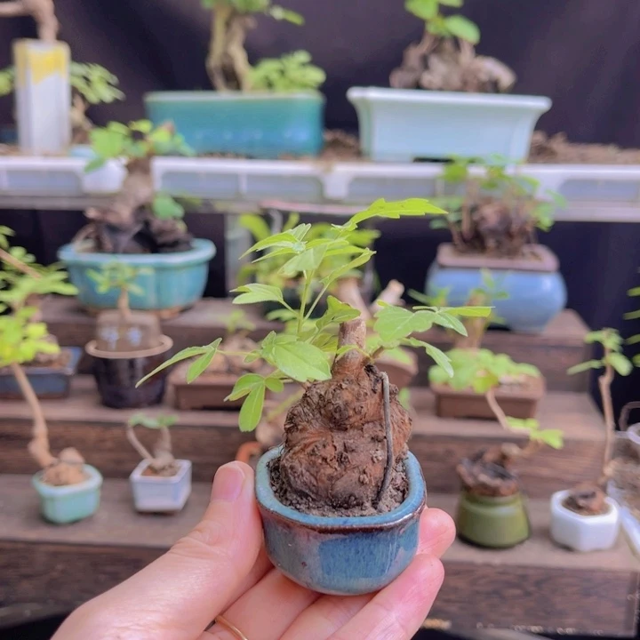 当前无花朵，栽培后可花朵