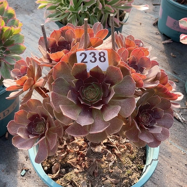 黑魔238   冠幅23