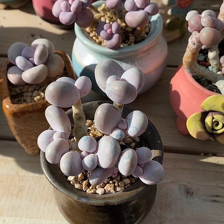 胭脂精品多肉桃蛋008