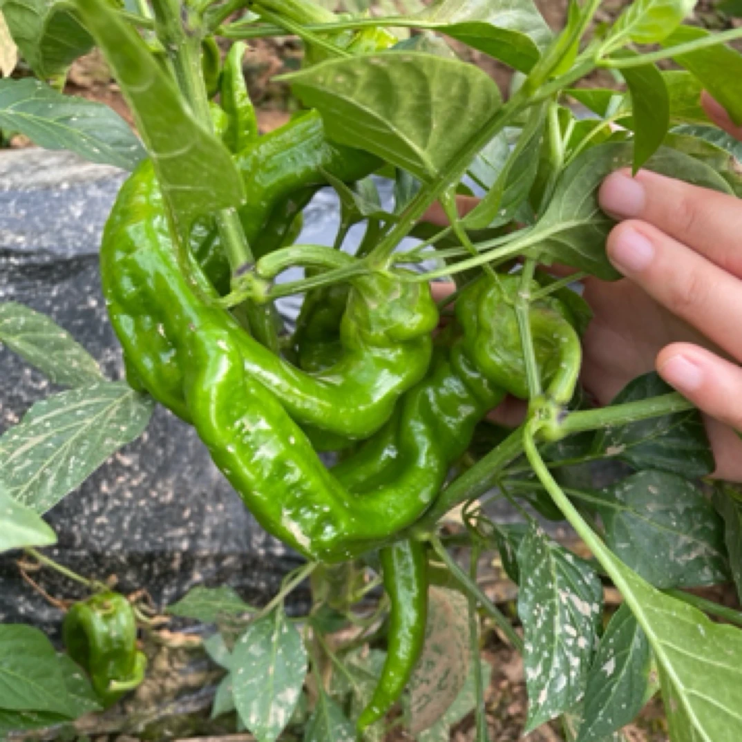 山西农业基地新鲜采摘螺丝椒，微辣，香脆！现摘现发！
