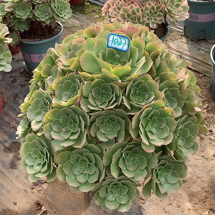多肉植物玫瑰法师1027