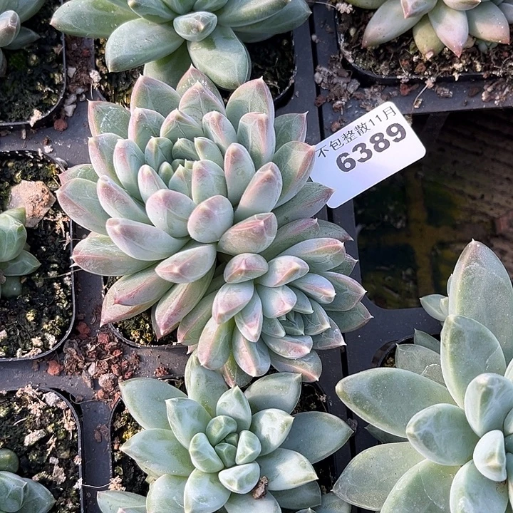 阿雅园艺。       6389