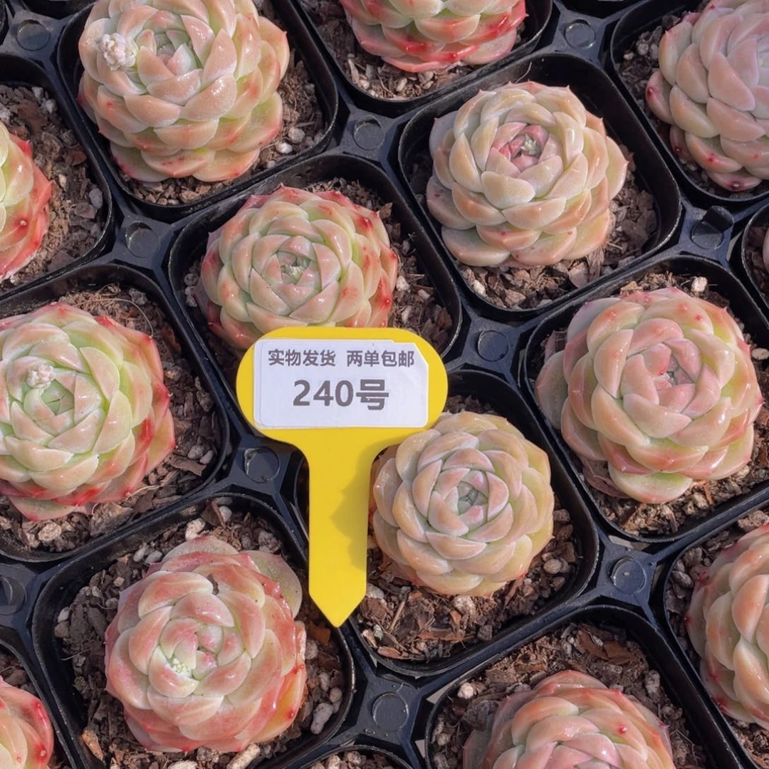 240号 奶油白桃汽水单头一个