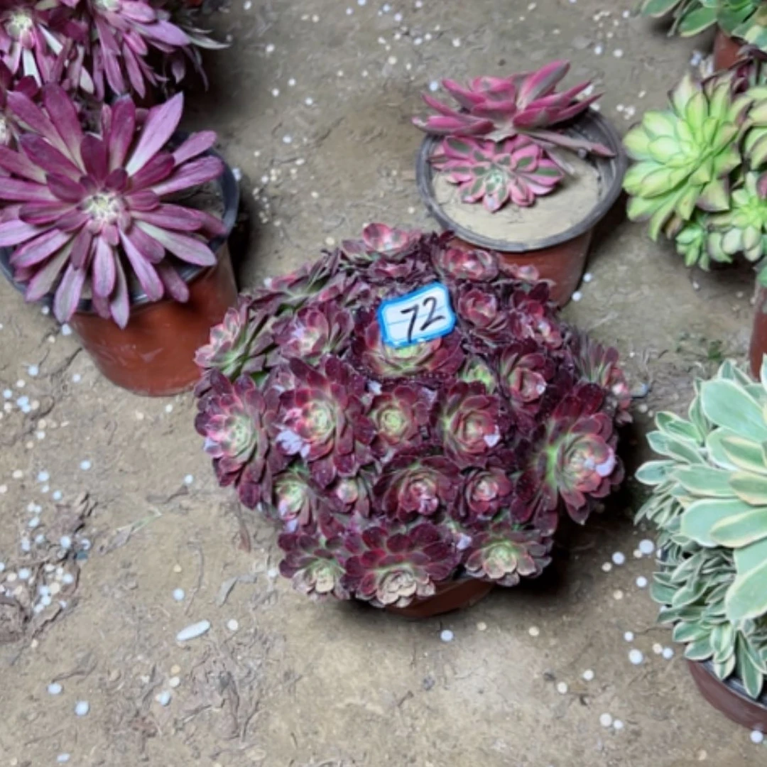 【闪购商品】小*多肉植物安娜72