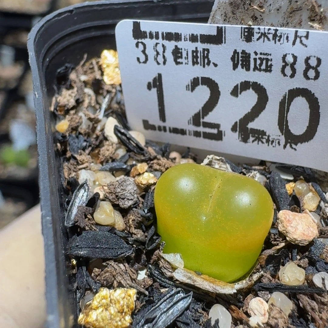 zzzz精品生石花1220