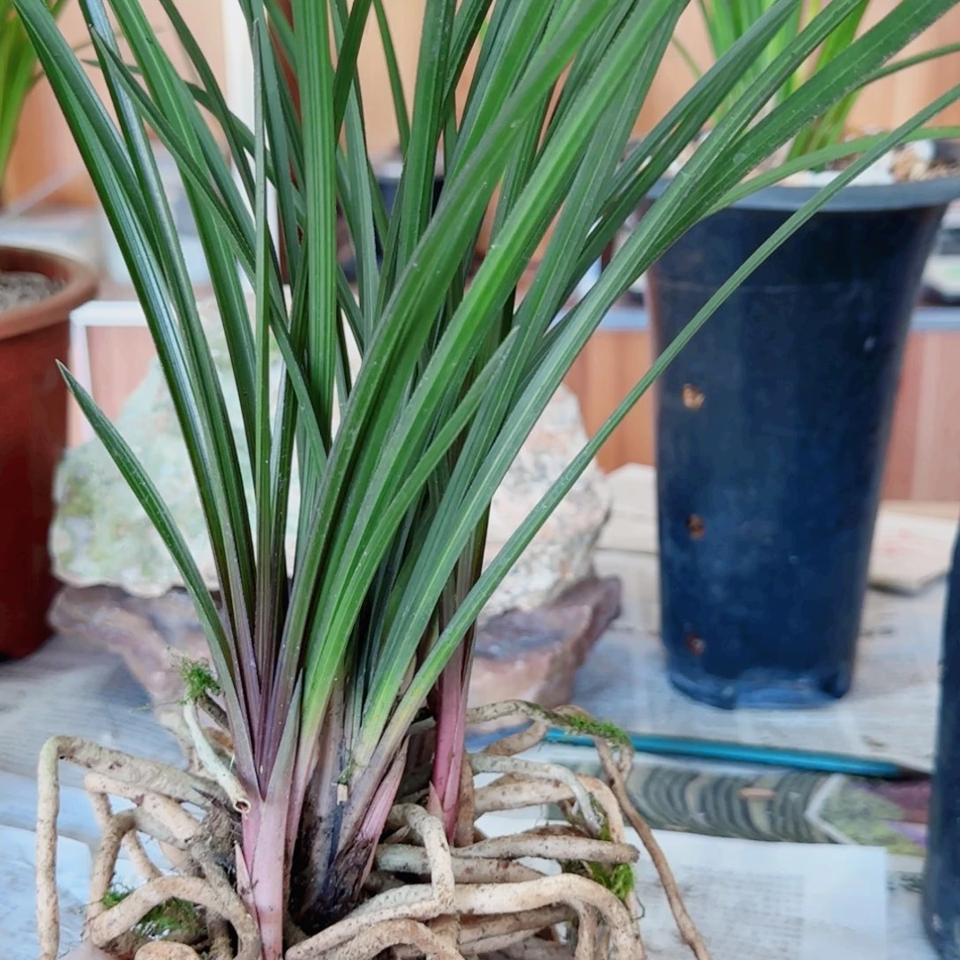 欧***宇当前无花栽培后可以开花