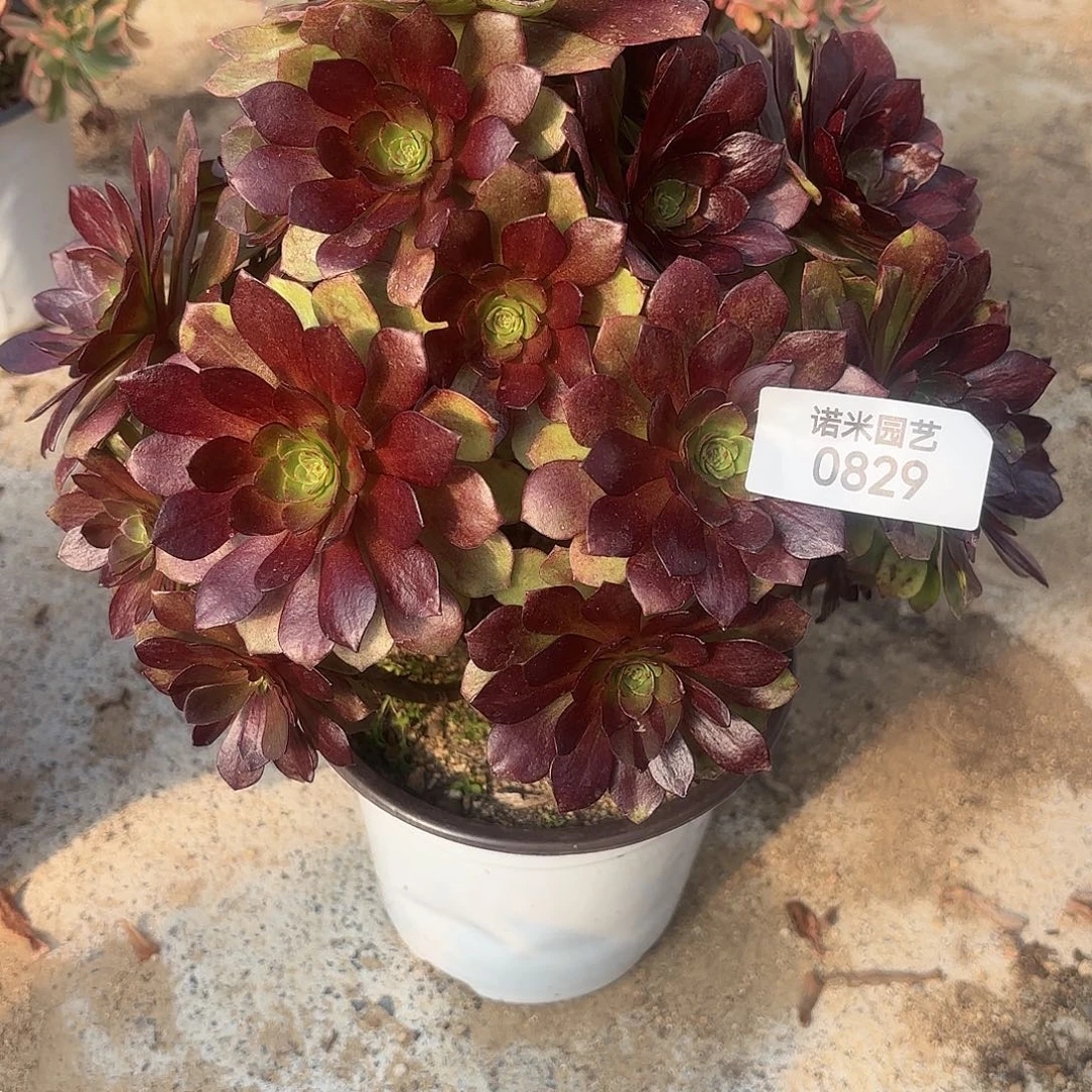 不认识多肉植物829