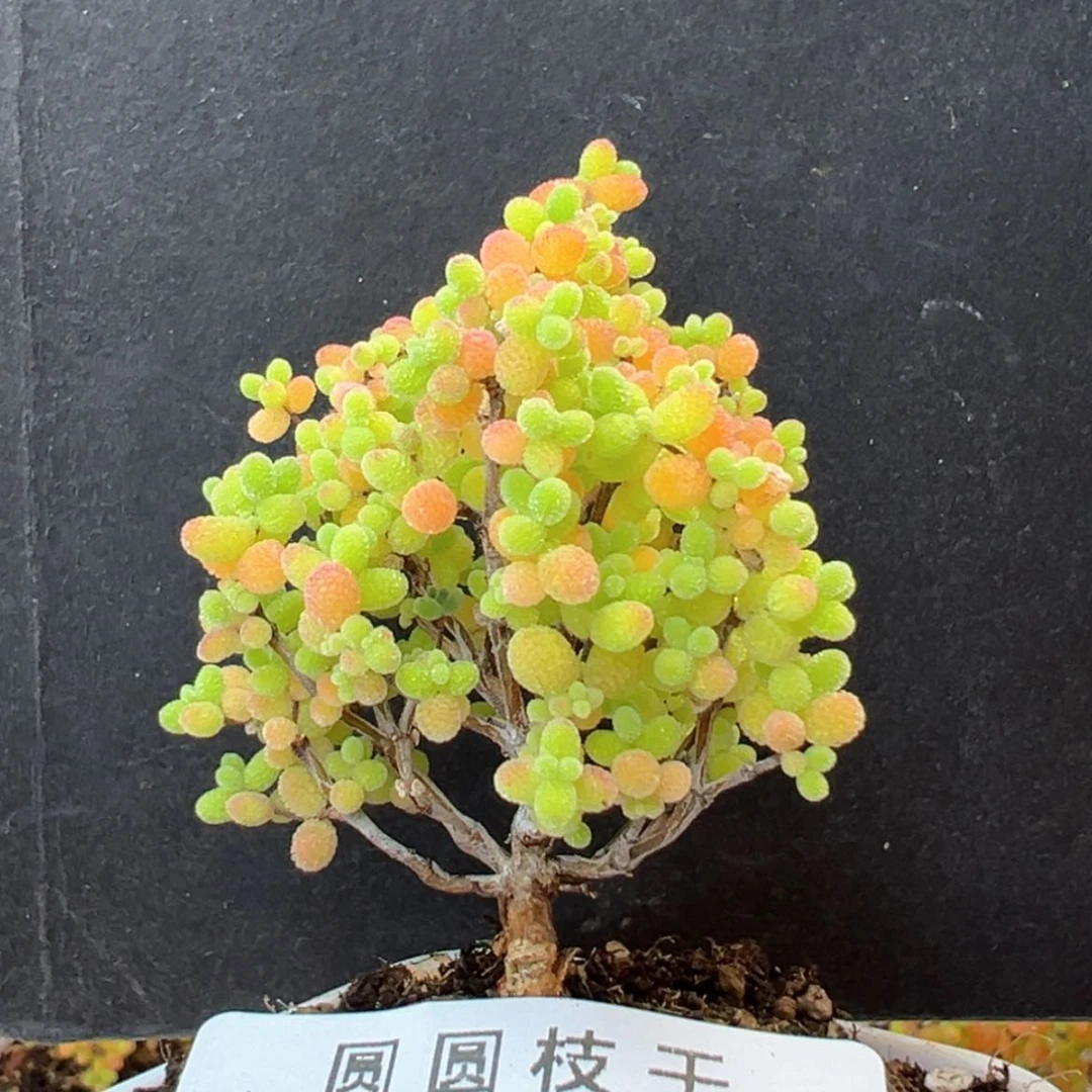 【闪购商品】dy6226小精控蜜橘糖球冠幅4cm