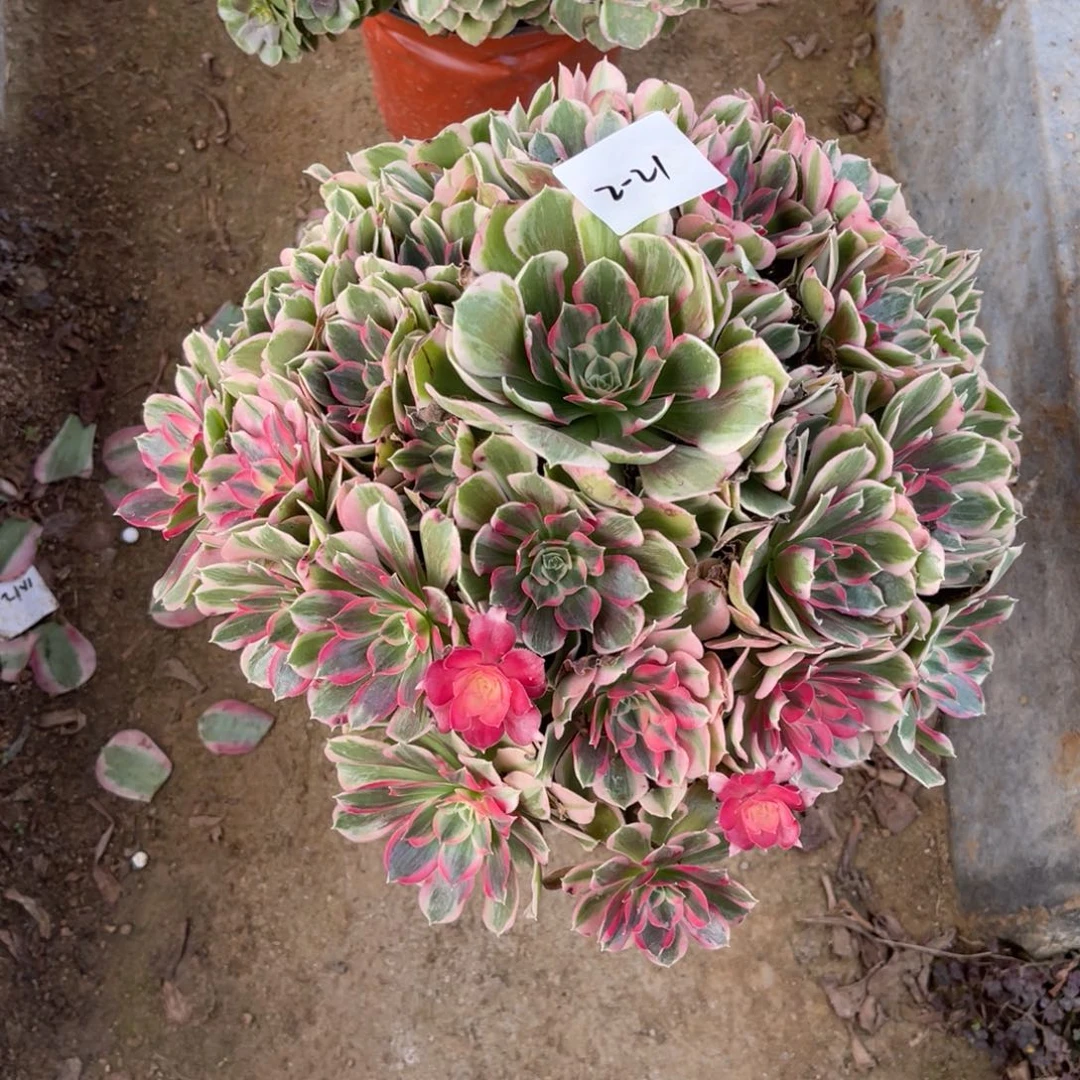 12-2-21男神法师锦