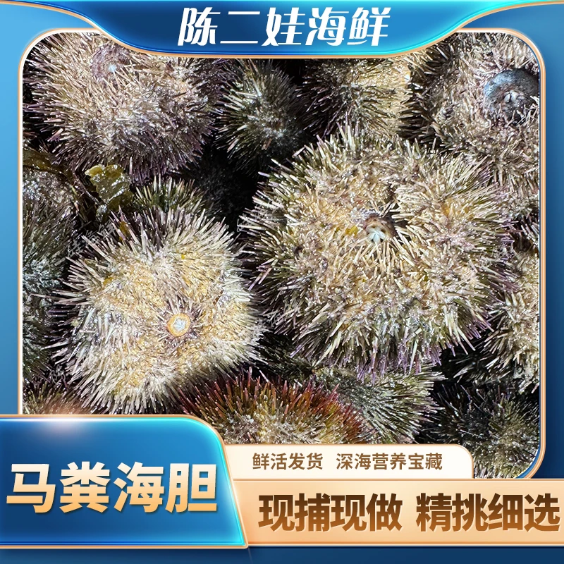 （鲜活）马粪海胆（只）