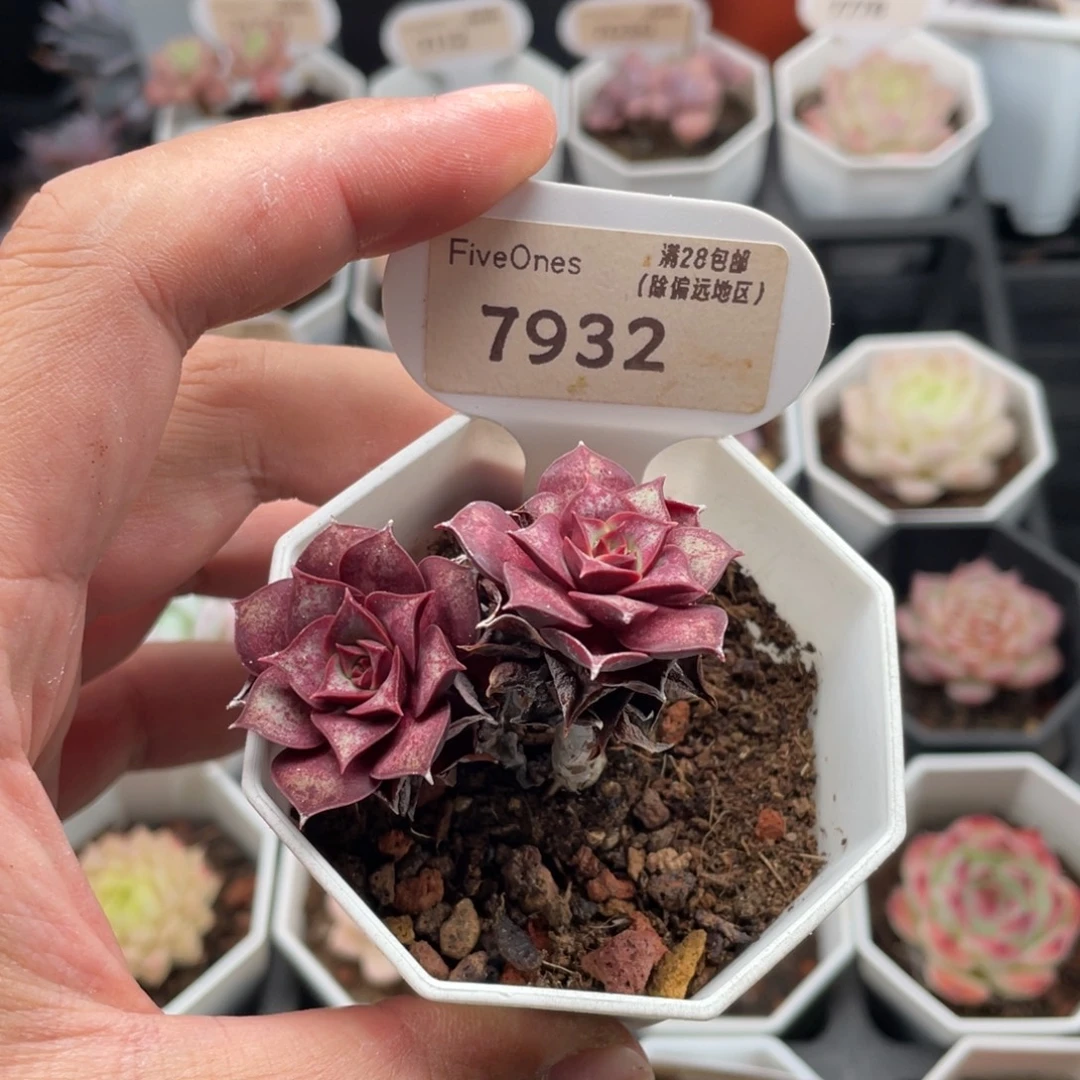 罗西玛7932-5厘米