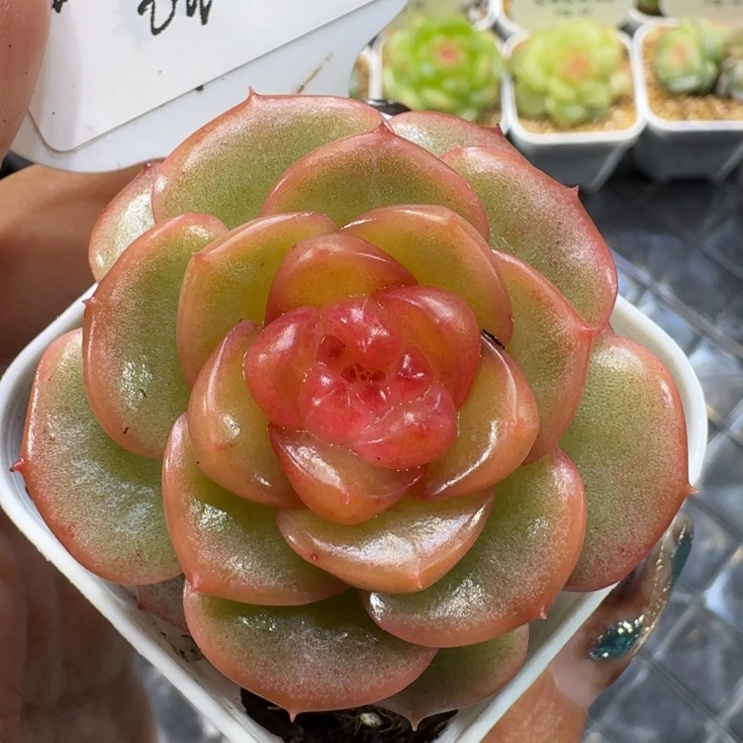 1206-016-红豆单头