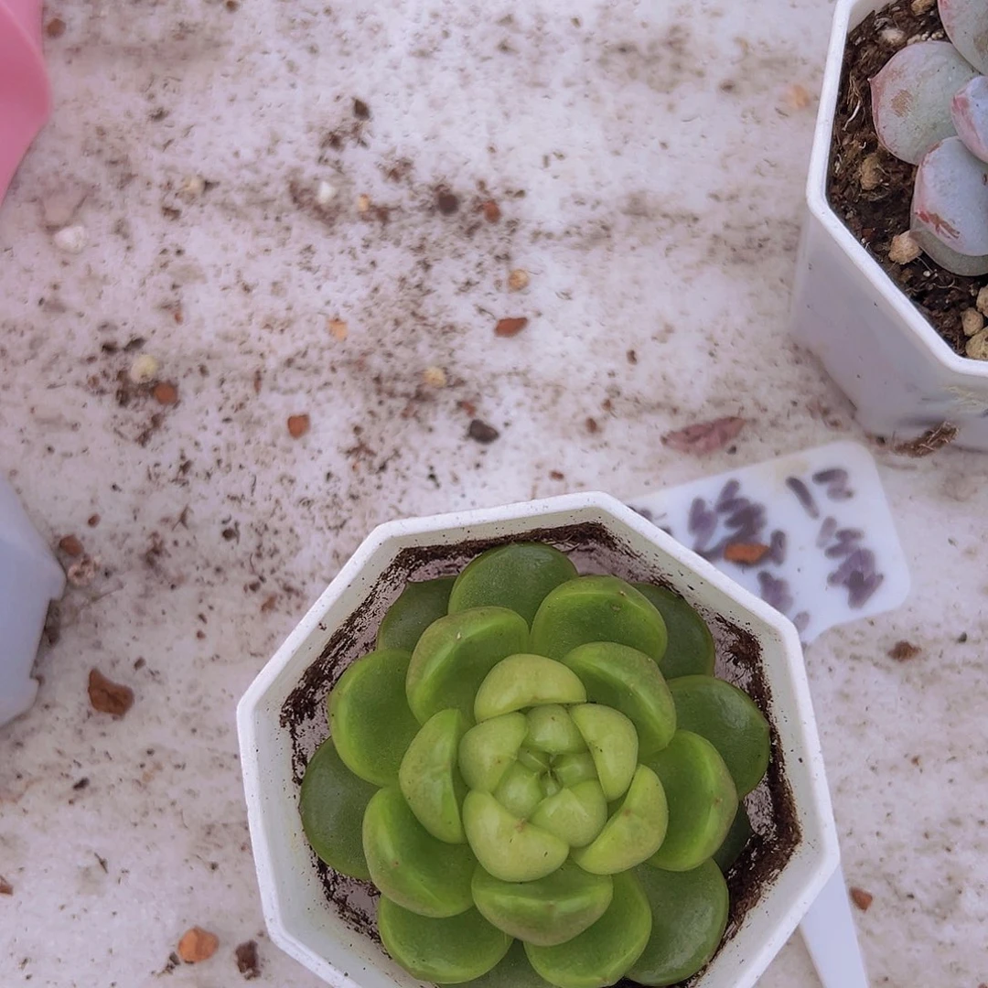 莱拉1盆带土带盆9.9包邮