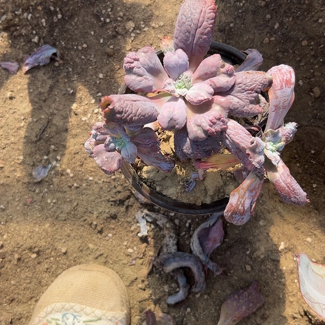 蛋***宝多肉植物狂野男爵