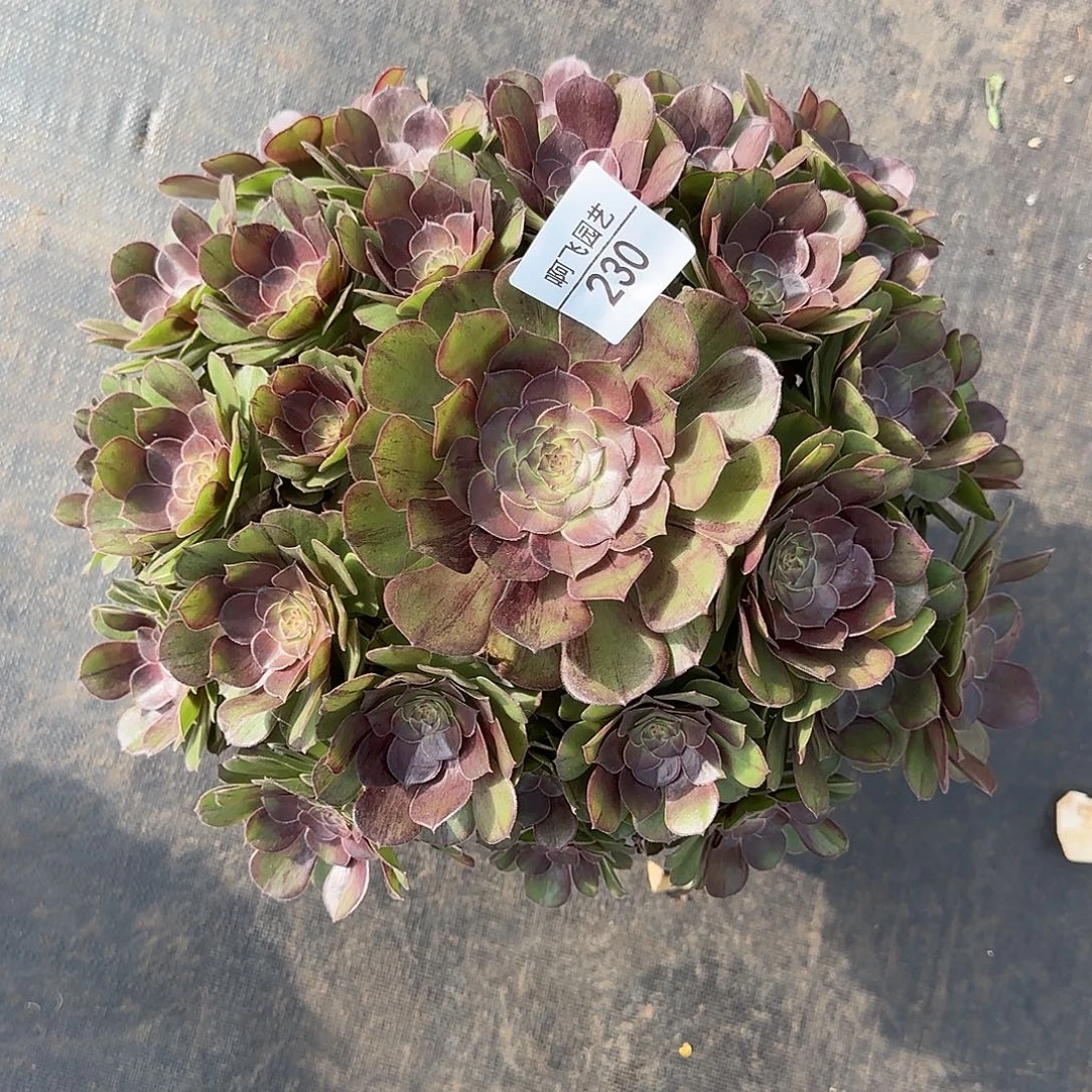 230多肉 墨染法师福利