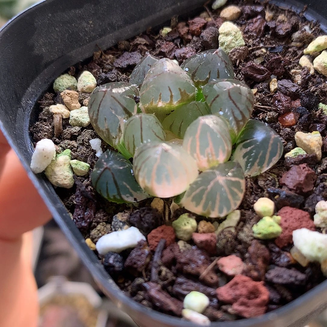 龙爪玉露锦带盆土发货