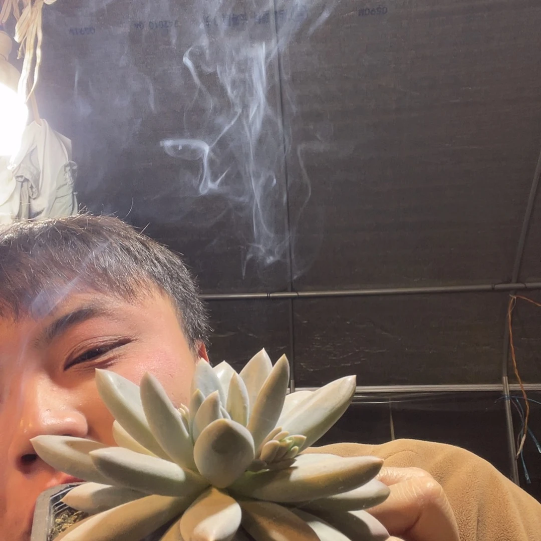 黄胖体哥特萝莉3头