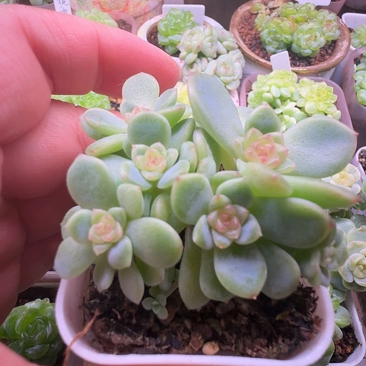 小夜夜专拍西米露群