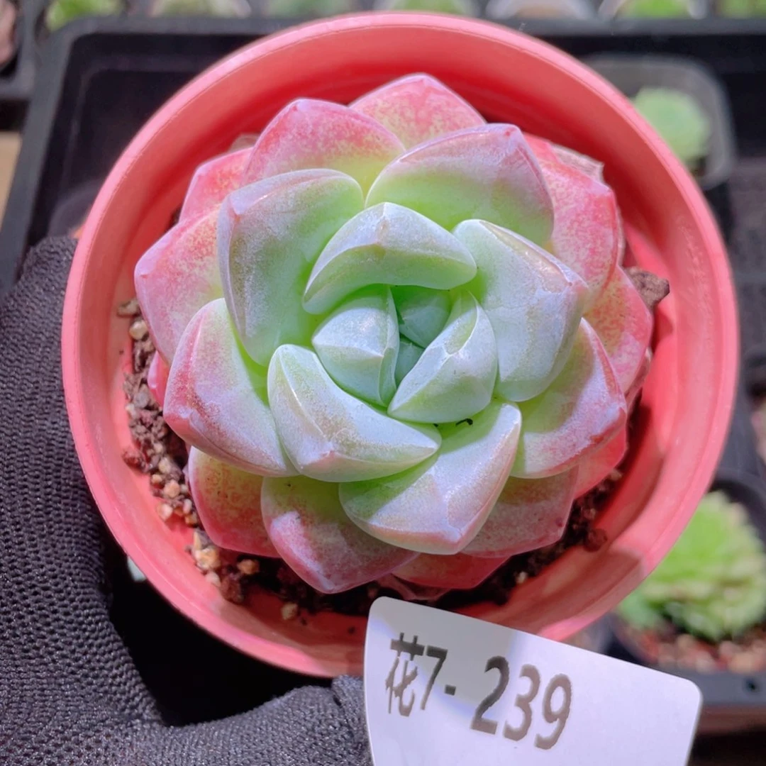 *****花利美7-239冰玉含盆土