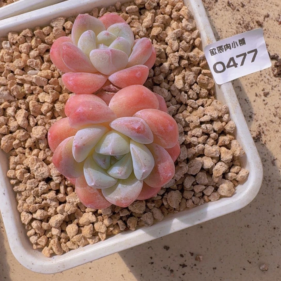 多肉植物冰玉双头0477