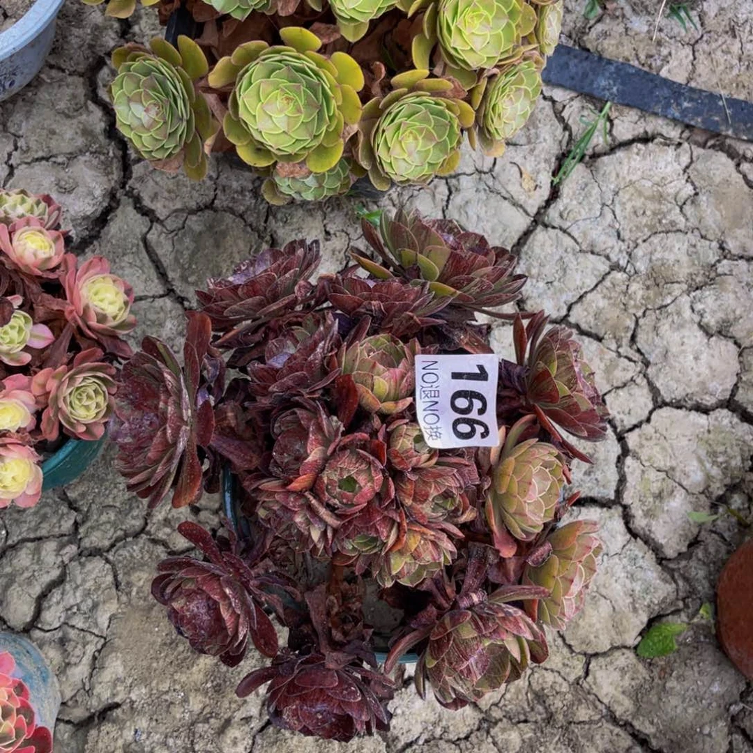 墨染法师朵朵6/45
