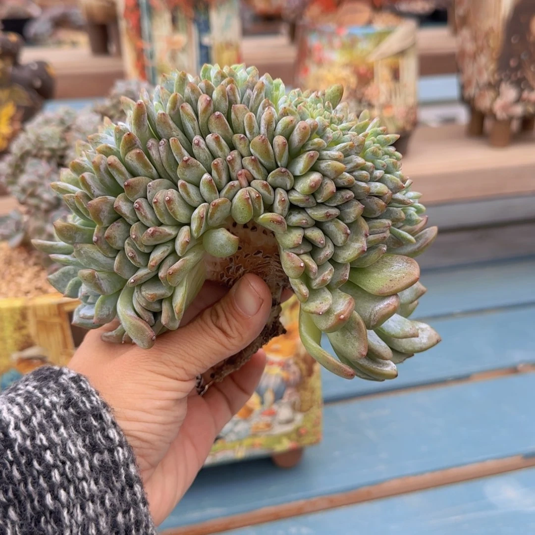 安之若素的的菜菜发货