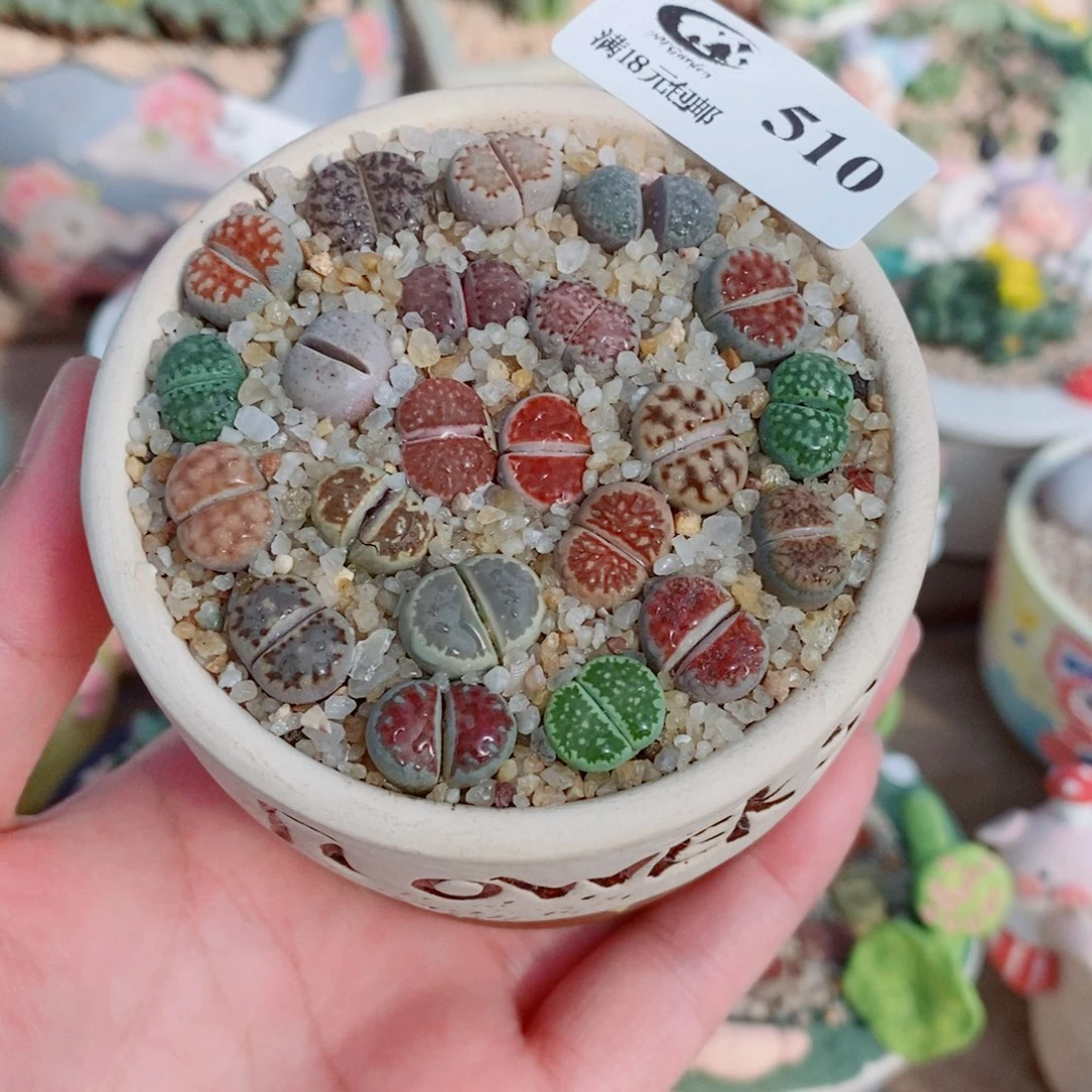 生石花花花花花花510