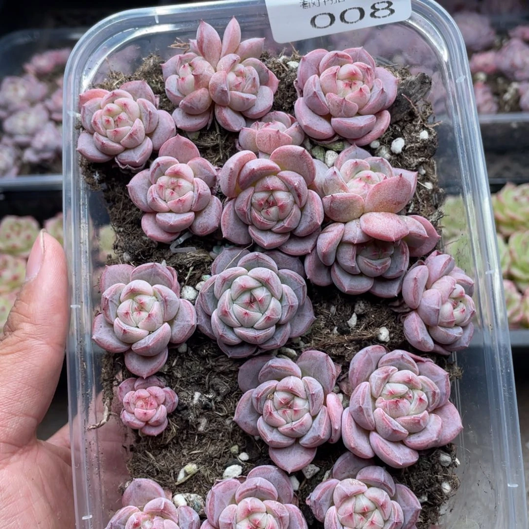 云糖心多肉植物008