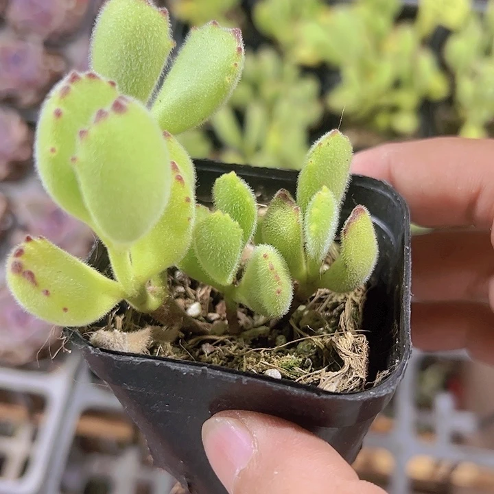 熊童子精品多肉植物