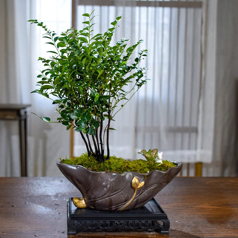 【船型丛林】丛林款老桩小叶紫檀室内绿植盆栽净化空气桌面观叶绿植