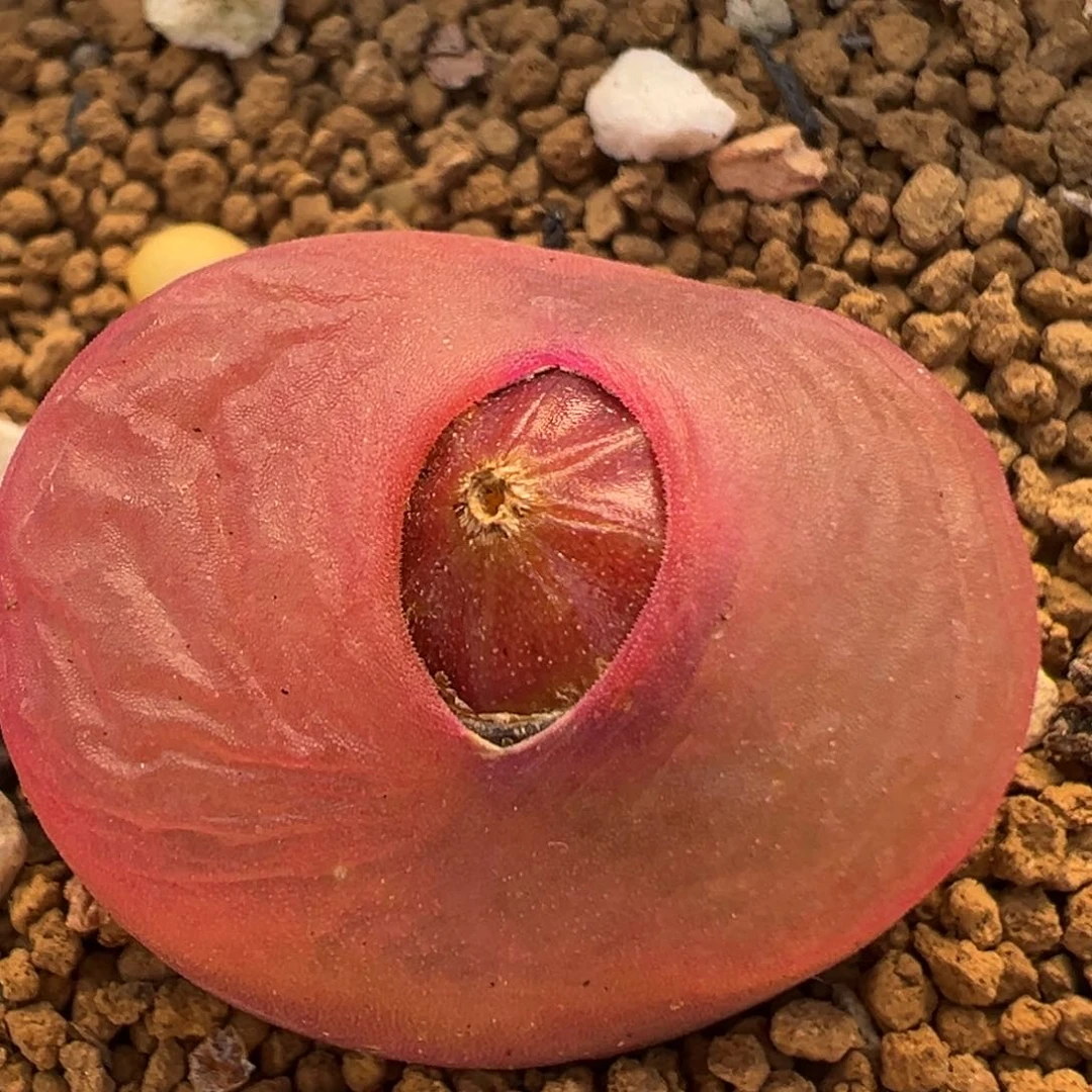 11多肉植物百科知识