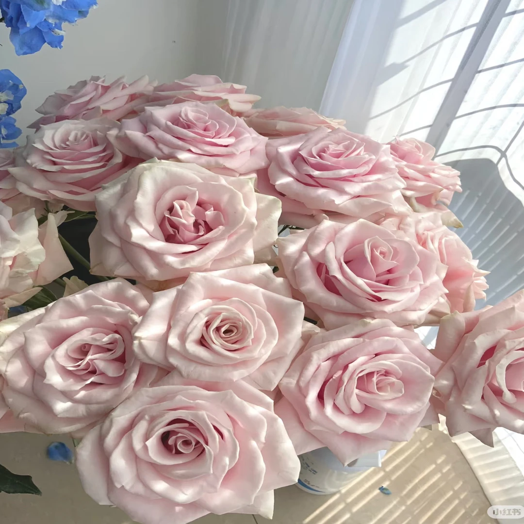 【香羿鲜花】粉蒙代尔玫瑰10支/全场任意满两单及以上包邮