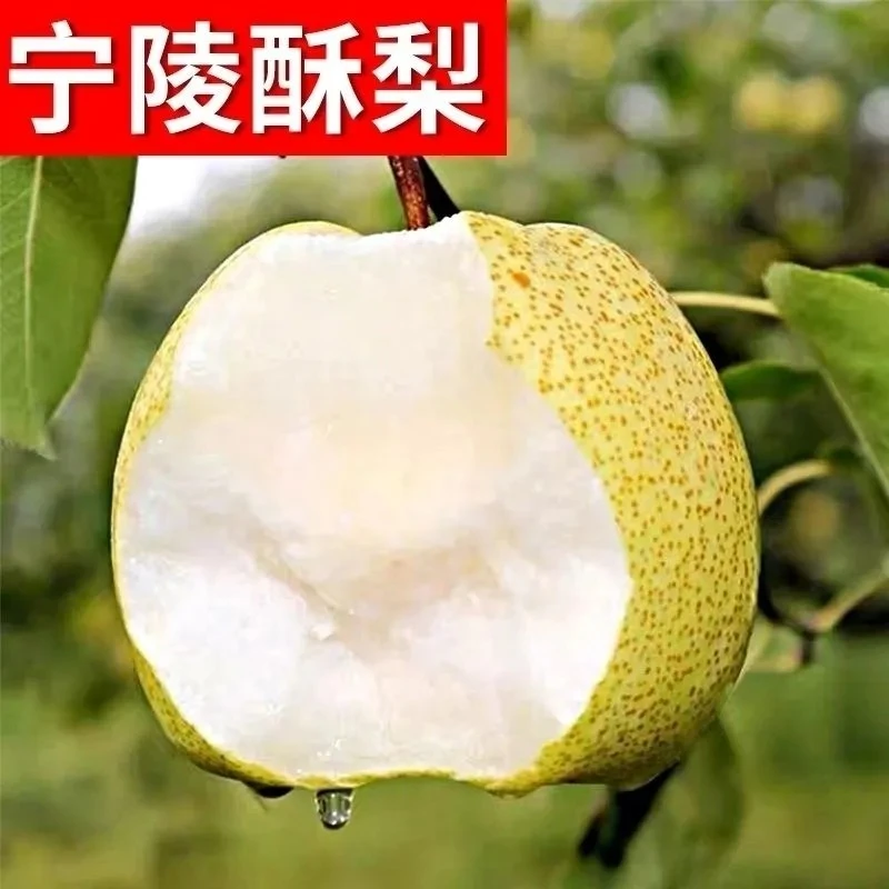 正宗宁陵酥梨新鲜水果优质精选当季梨子现摘金顶谢花酥梨整箱包邮