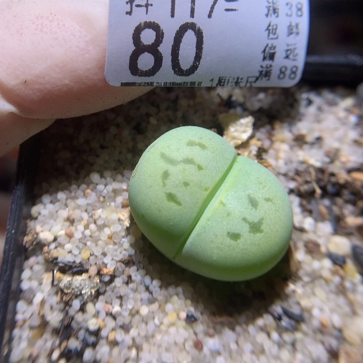 精品生石花117.80疤特