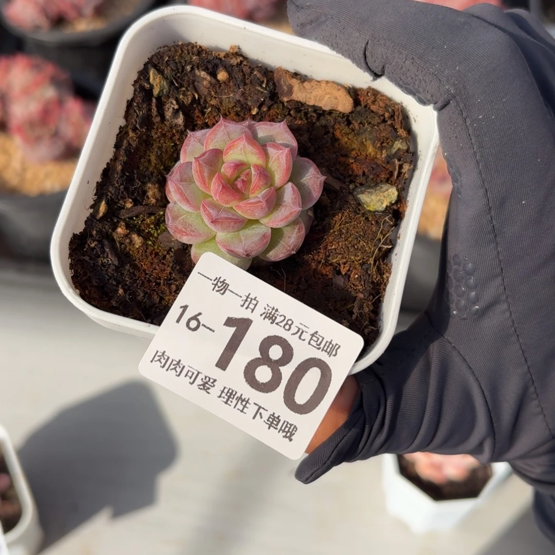 不知名无盆土发货无