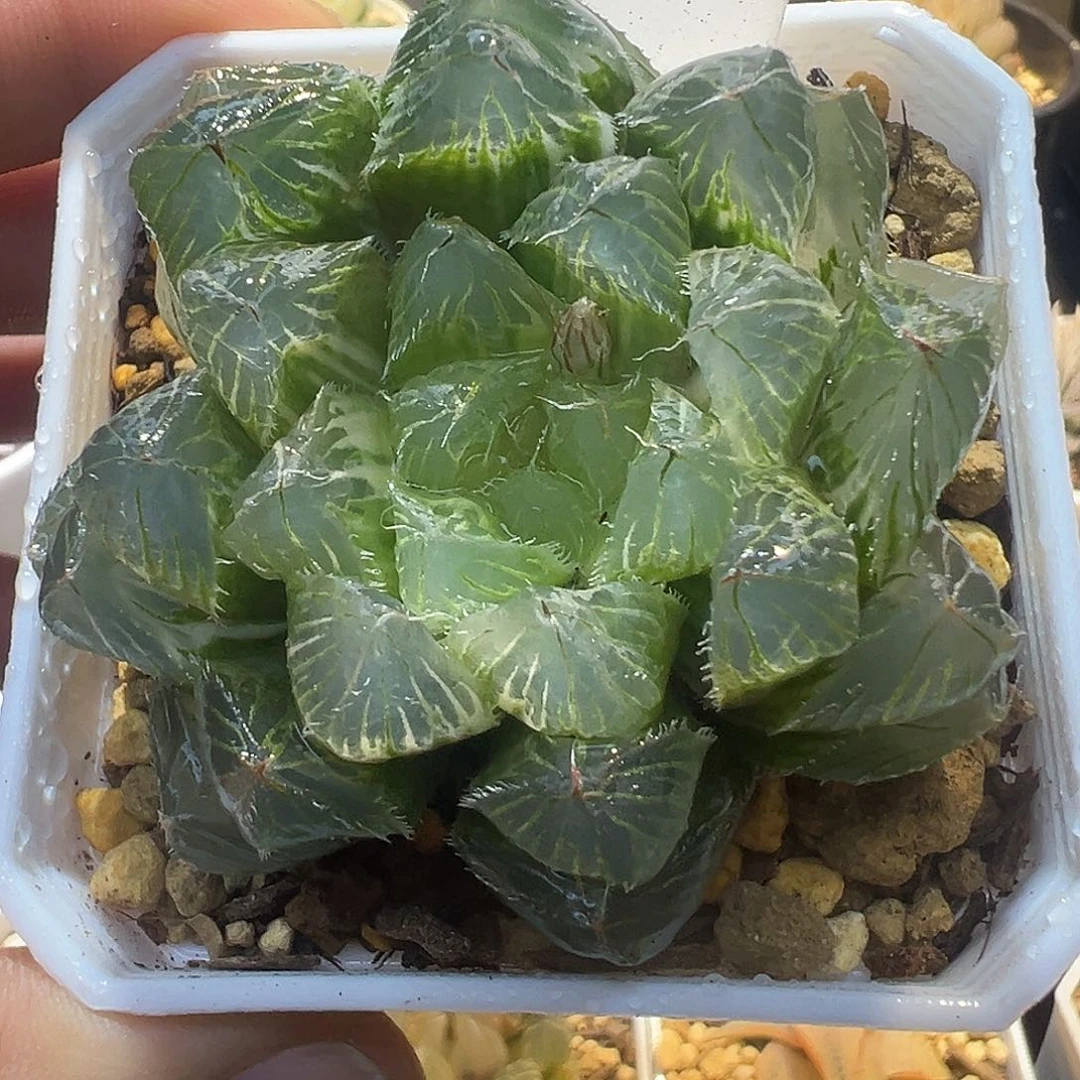16号冰魄玉露锦特选福利