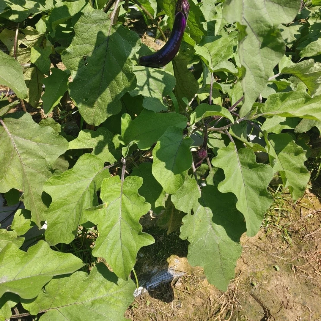 【生鲜冷链】农家妈妈现摘现发250g茄子叶老茄子枝叶紫茄子叶