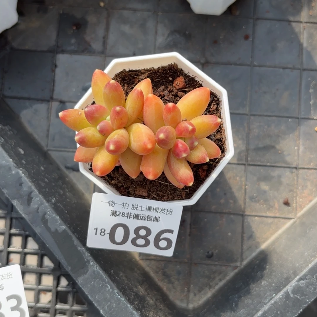 千代田多肉多肉多肉