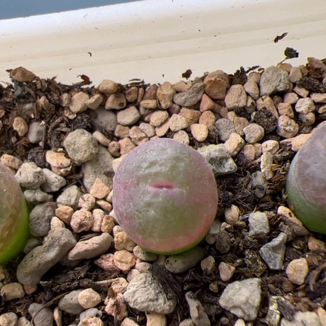 【闪购商品】0000000020