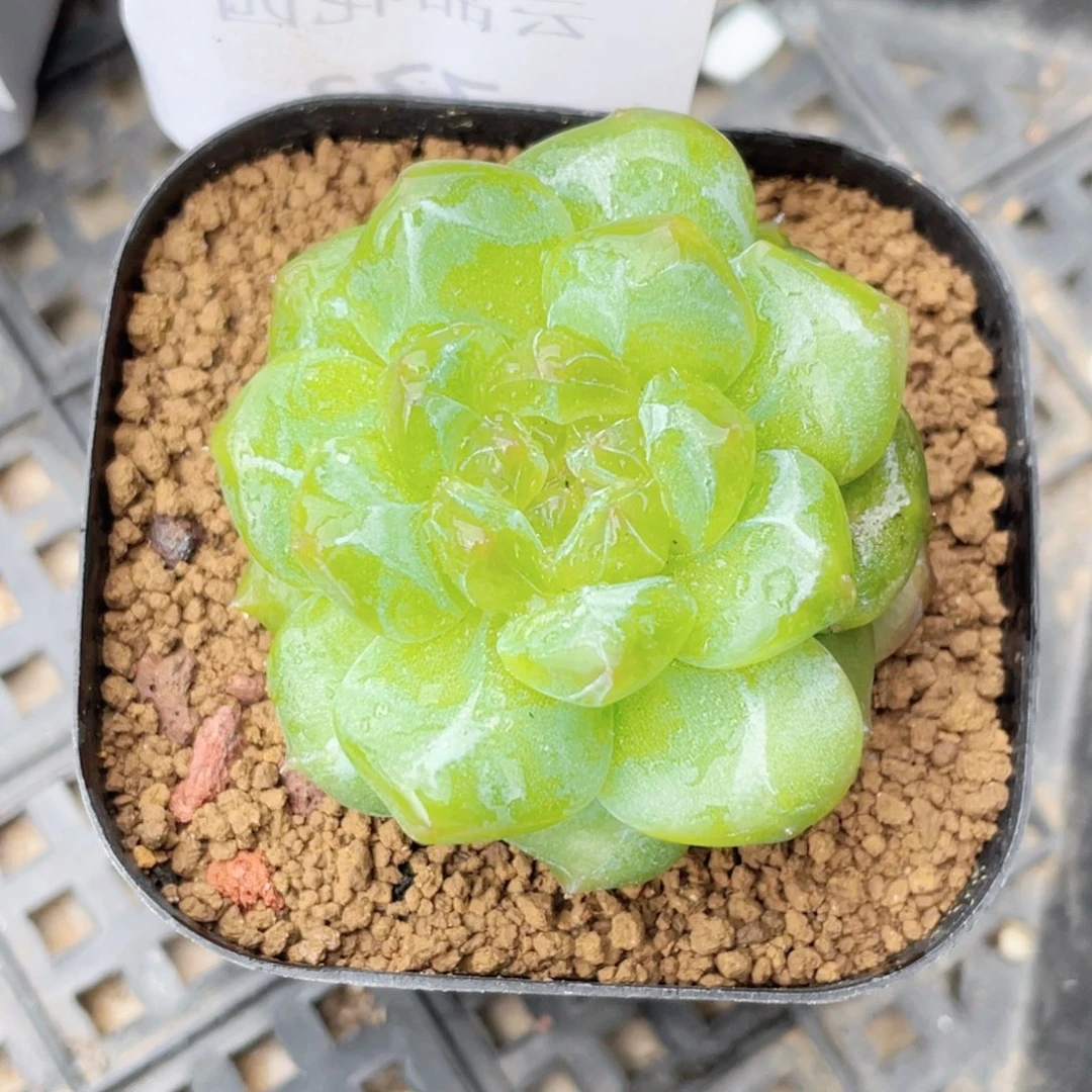 773号糖心冰心珍妮