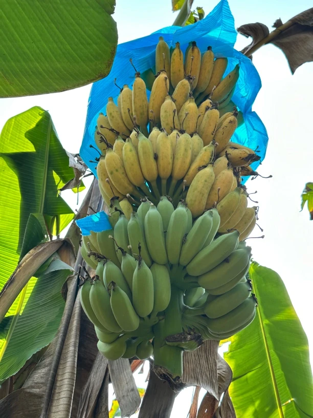 广西山地西贡蕉苹果粉蕉芭蕉农家自种9-5斤都是肥胖嘟嘟
