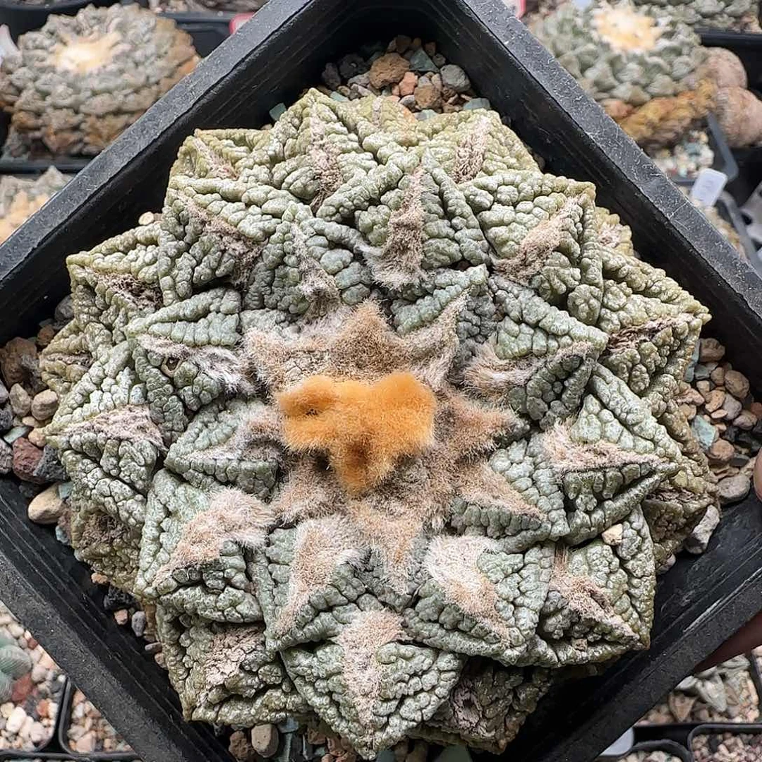 龟甲牡丹11111111111