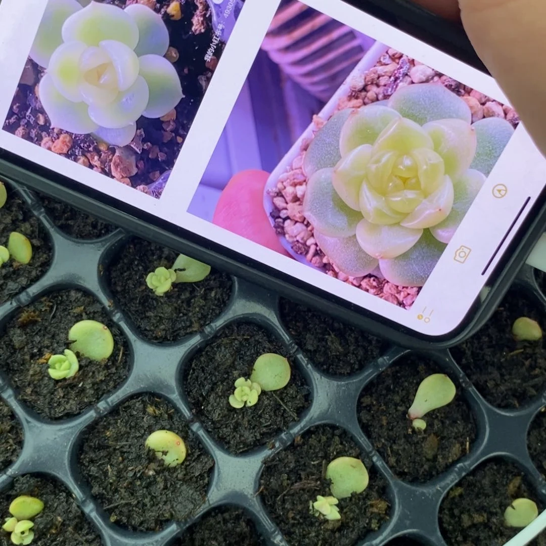 舟甜心t12荔枝平替叶片带芽一个多肉